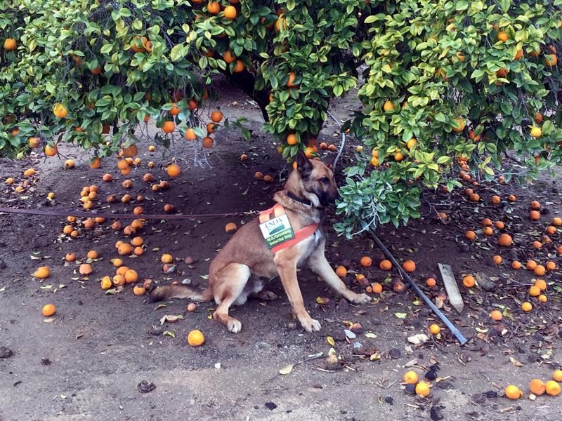 citrus detector dog 1