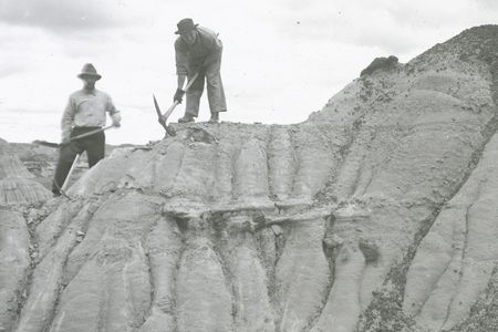 Using heavy picks, Smithsonian researchers in 1923 worked on excavations in Dinosaur National Monument on the border of Colorado and Utah.