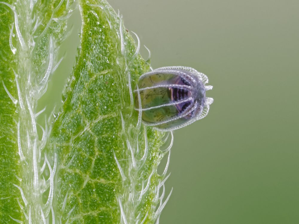 Red admiral butterfly egg on stinging nettle plant Smithsonian Photo
