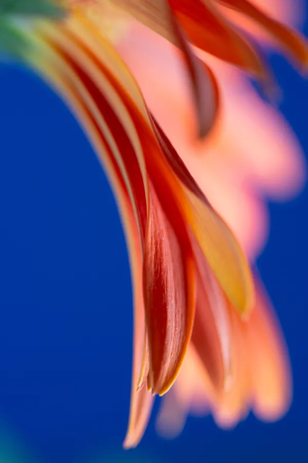 Garden of Dreams 02 thumbnail