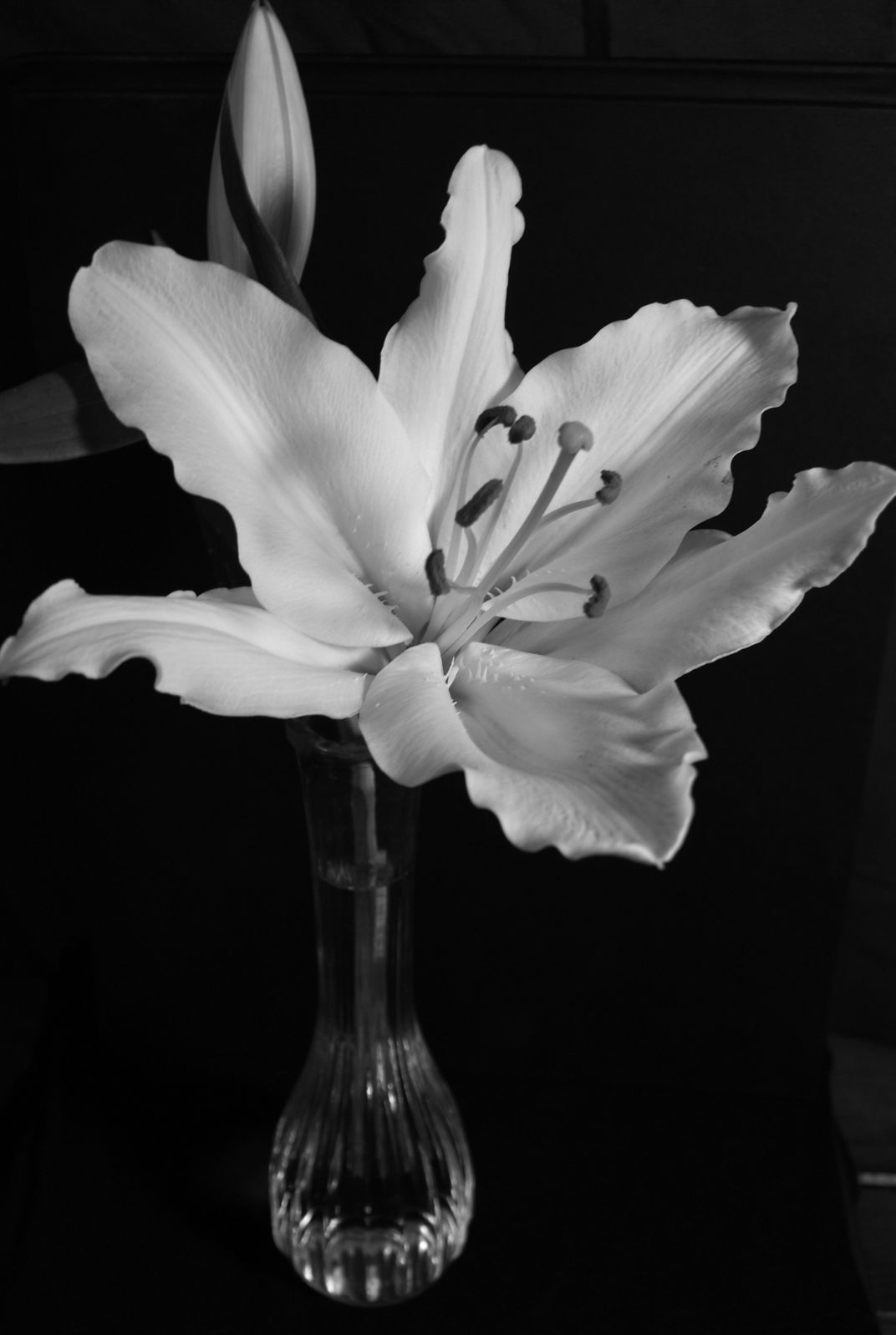 White Lily in Black and White | Smithsonian Photo Contest | Smithsonian ...