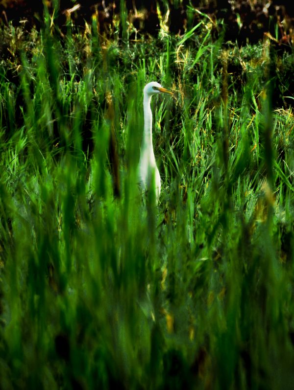 Egret thumbnail