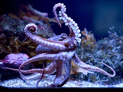 A two-spot octopus at the Aquarium of the Pacific in California. Female two-spot octopuses lay an average of 70,000 eggs.