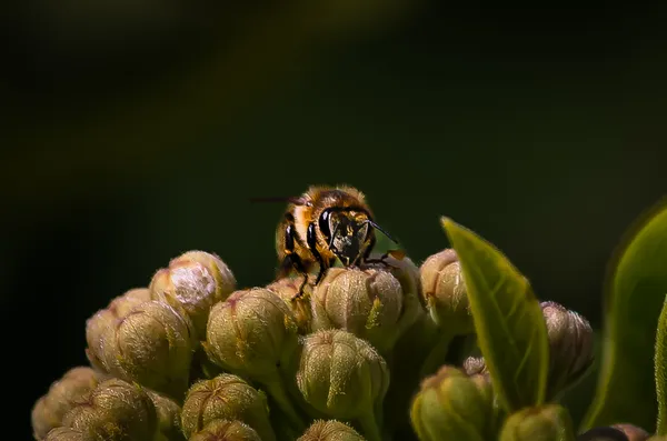 Guard of the Garden thumbnail