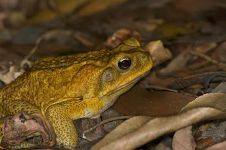 A cane toad (Rhinella marina) at Fogg Dam Conservation Reserve, Northern Territory, Australia.