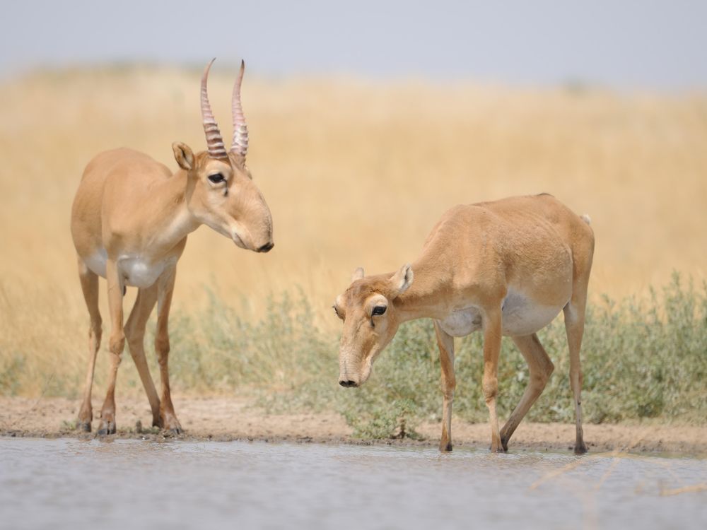 Saiga Duo