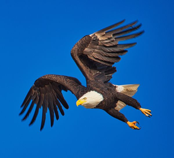 Bald Eagle Flying thumbnail