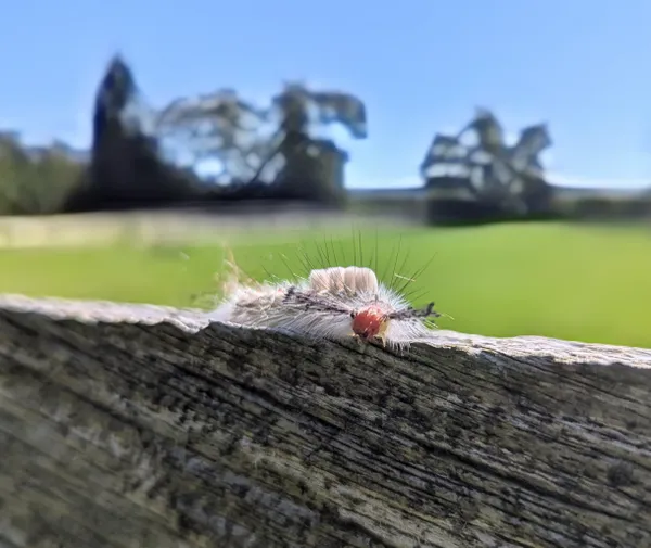 Little Dinosaur thumbnail