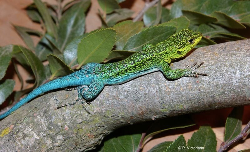 lizard.jpg