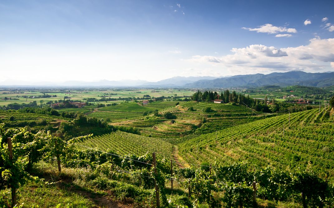Vineyard Northern Italy