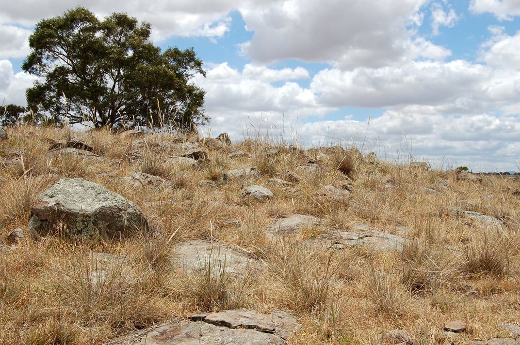 grassland habitat with rocks and a tree