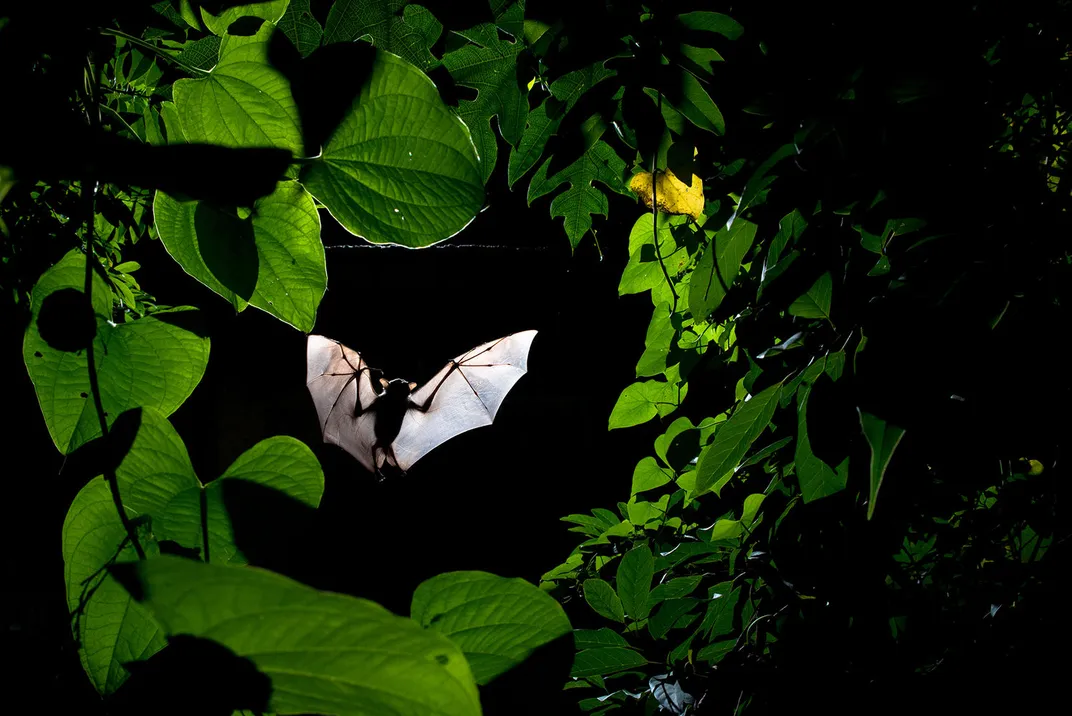 An image of bat framed by leaves of a tree