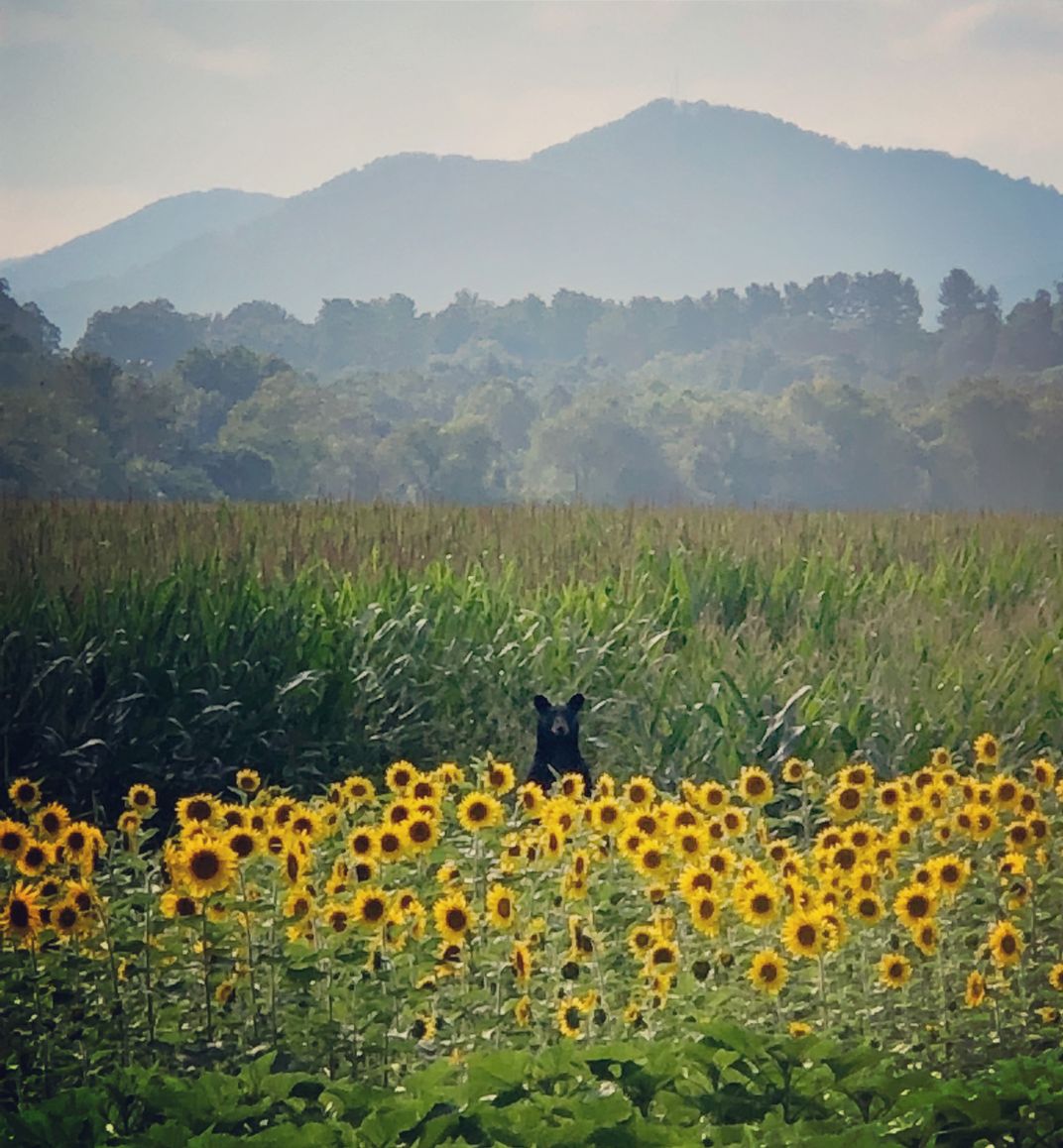 sunflower rose bear