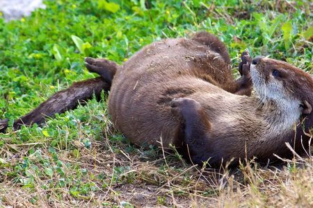 North American River Otter (Lontra canadensis) at Pelican Island National Wildlife Refuge in Florida. 