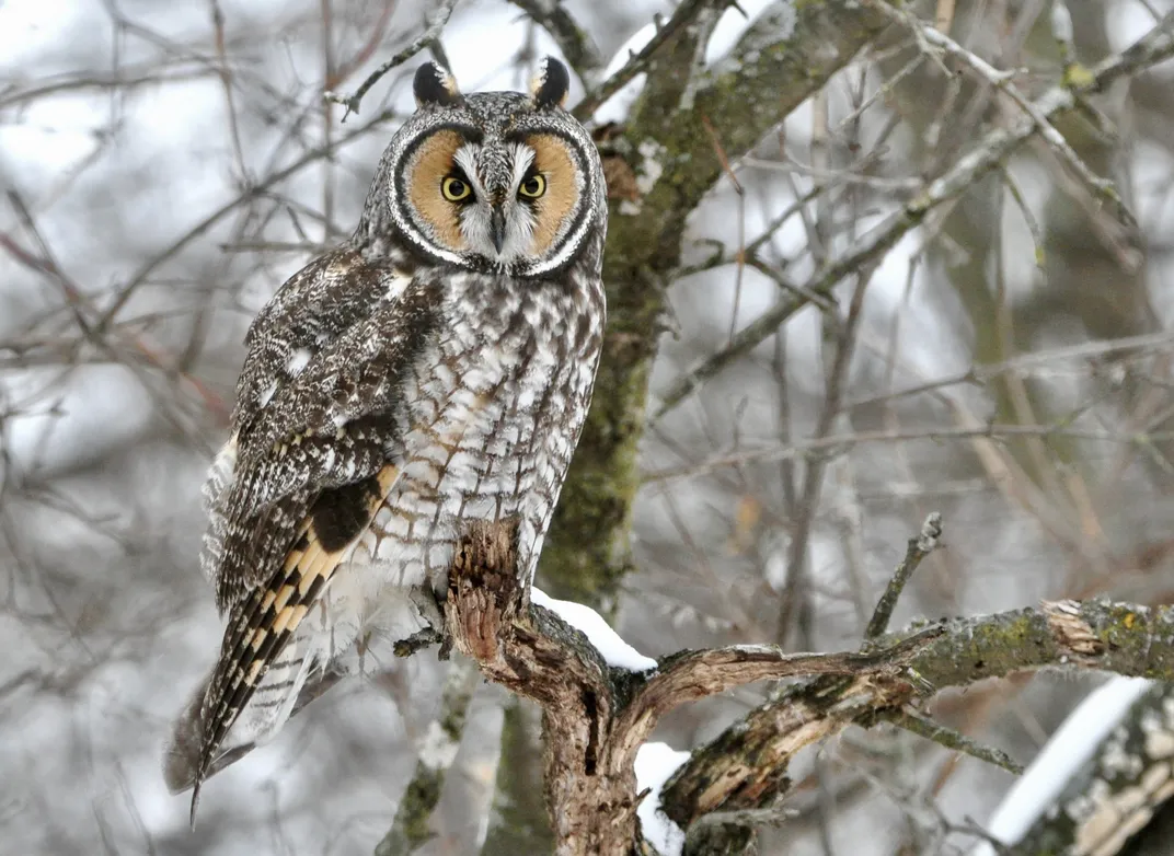 The mottled brown coloring