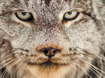 Lynx in Montana