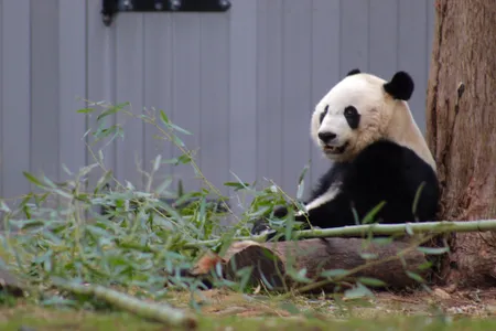The Panda Cams had to be turned off during the shutdown and so for the past month, the crown jewel of the National Zoo has been hidden from the public. 