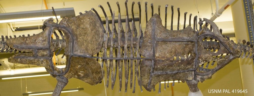 A brown skeleton of a plesiosaur hangs in storage at the Smithsonian's National Museum of Natural History. 