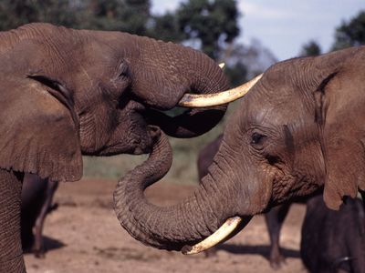 Articles tagged as Elephants | Smithsonian Magazine