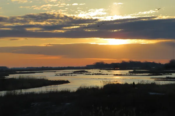 Sandhill Cranes at sunrise thumbnail