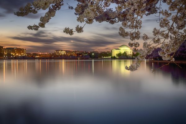 Awaiting Sunrise - Washington Cherry Blossoms thumbnail
