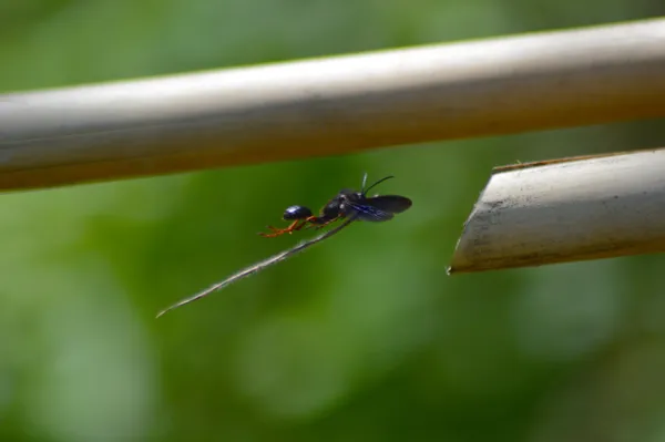 Grass Carrying Wasp thumbnail