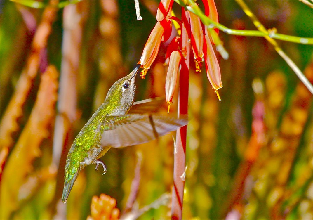 Hummingbird gathering nectar in Arizona. Smithsonian Photo Contest