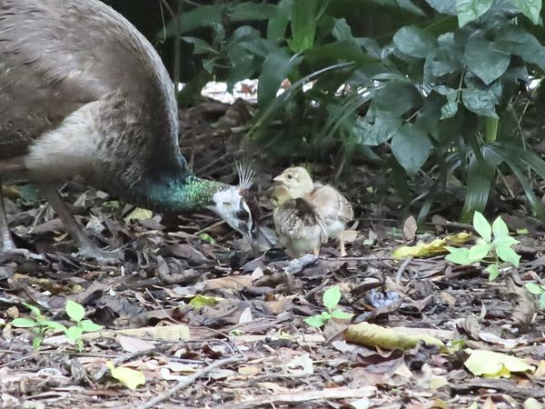 Peacock feeding its young or chicks thumbnail