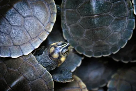 A group of Giant South American turtles gather in this image taken in the Cantão State Park, in Tocantins, Brazil. Though this is an intensely biodiverse region—perhaps even more so than the Amazon ecosystem—it is poorly known.