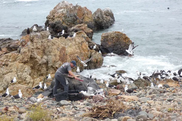 Feeding Frenzy thumbnail