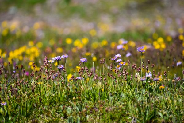 Alpine Wildflowers thumbnail