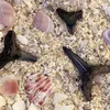 Four Places to Find Fossilized Shark Teeth in the United States icon