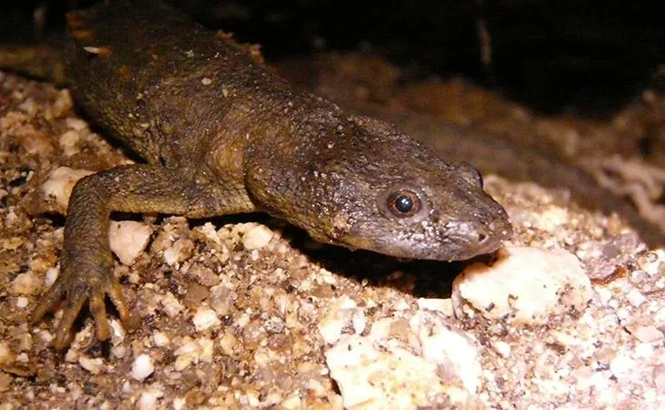 Iberian newt