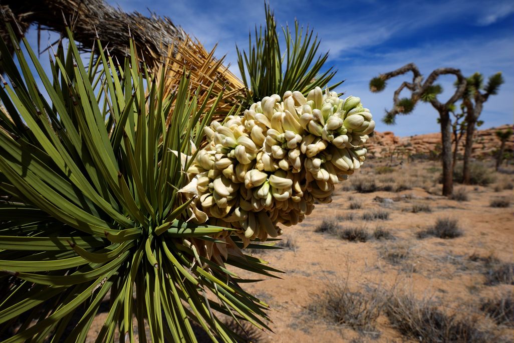 A spiky plant with a cluster of white flowers against a desert backdrop