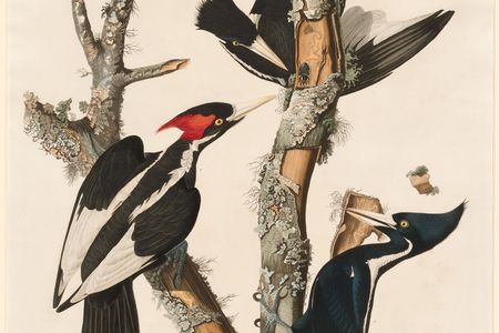 Some conservationists have held out hope for species like the ivory-billed woodpecker, which was last spotted in 1944.