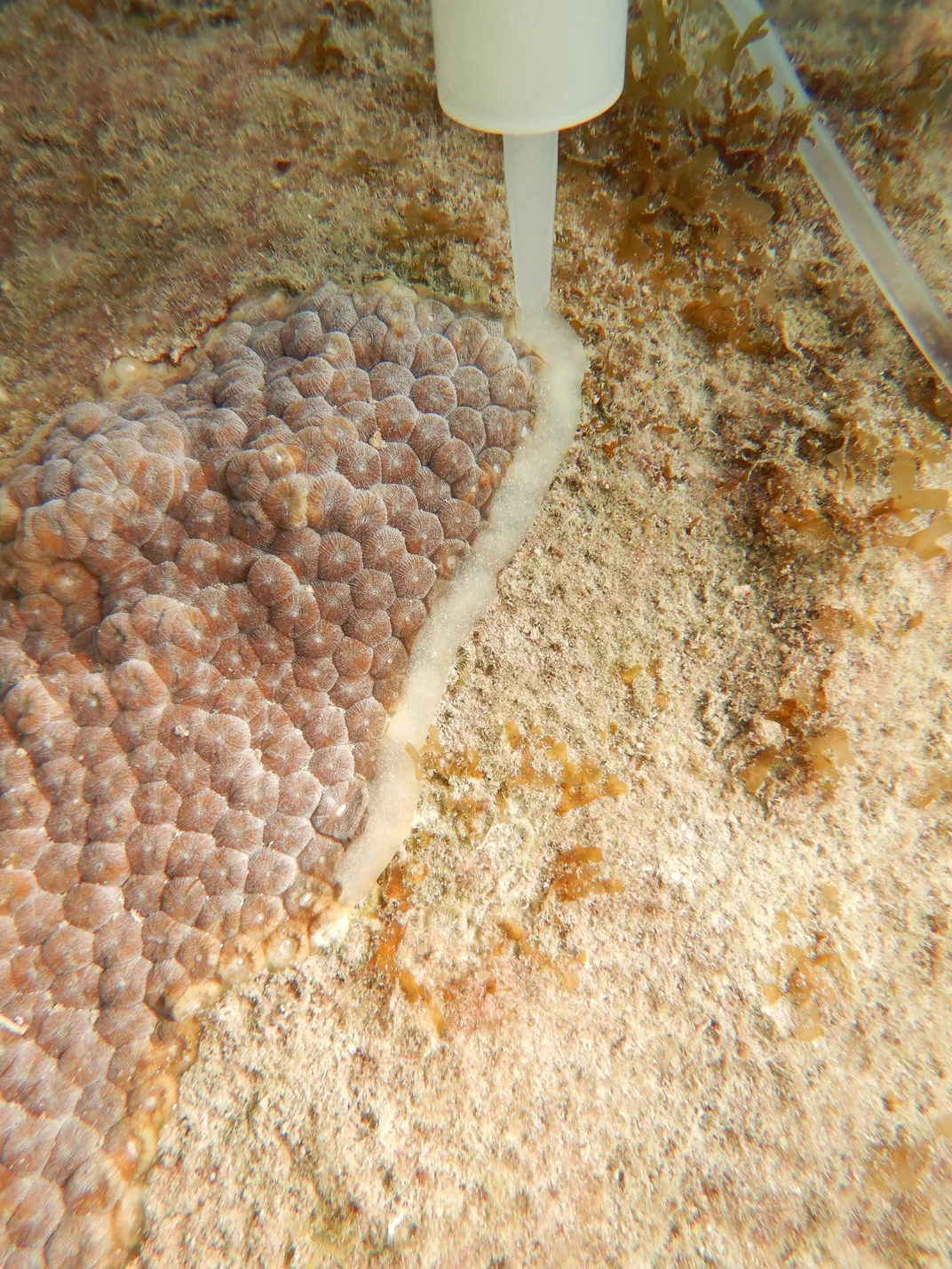 Tube applying probiotic paste to coral