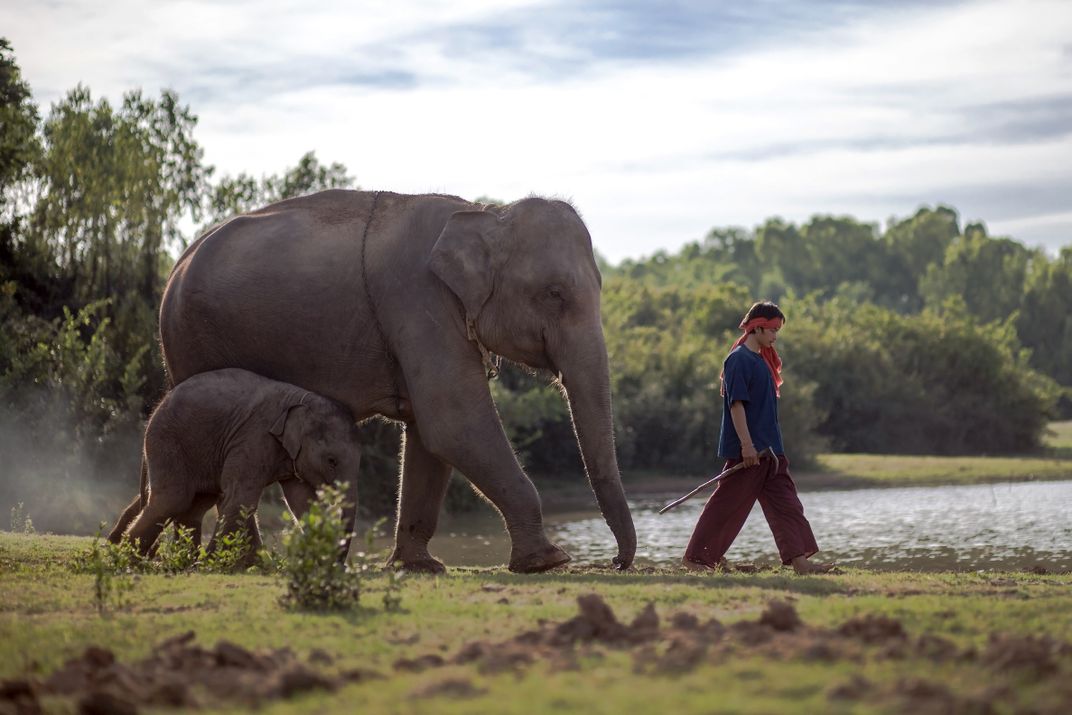 Mahout with elephant at Elephant Village, Laos