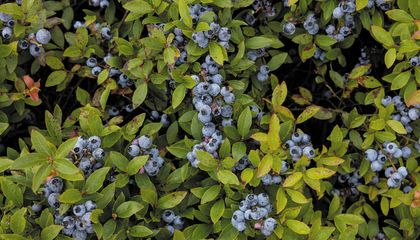 Keeping the Spirit of Maine&rsquo;s Wild Blueberry Harvest Alive
