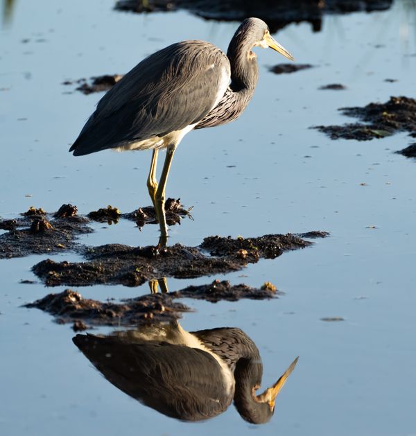 Tri-colored Heron Reflections thumbnail