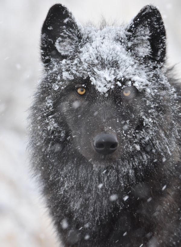 Grey Wolf in Yellowstone National Park thumbnail