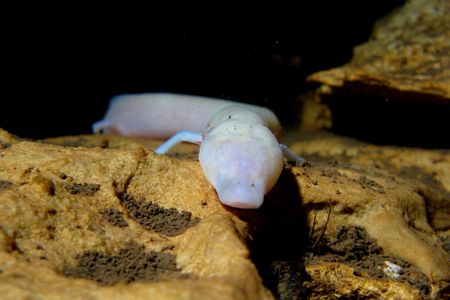 The olm, or cave dragon, is the largest cave-adapted animal in Europe. These strange creatures spend their entire lives in caves, and face threats from pollution runoff from agriculture and chemical plants on the surface. 