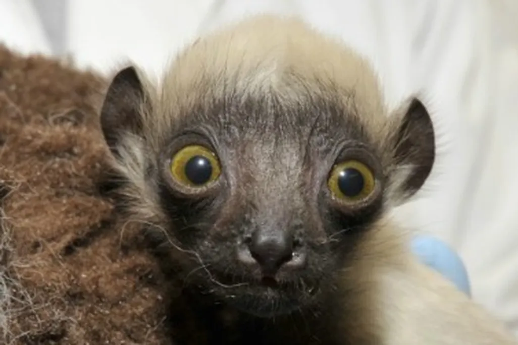 ‘Beatrice the Swabia’ is a baby Coquerel’s sifaka
