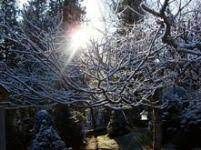 Winter Sun thumbnail