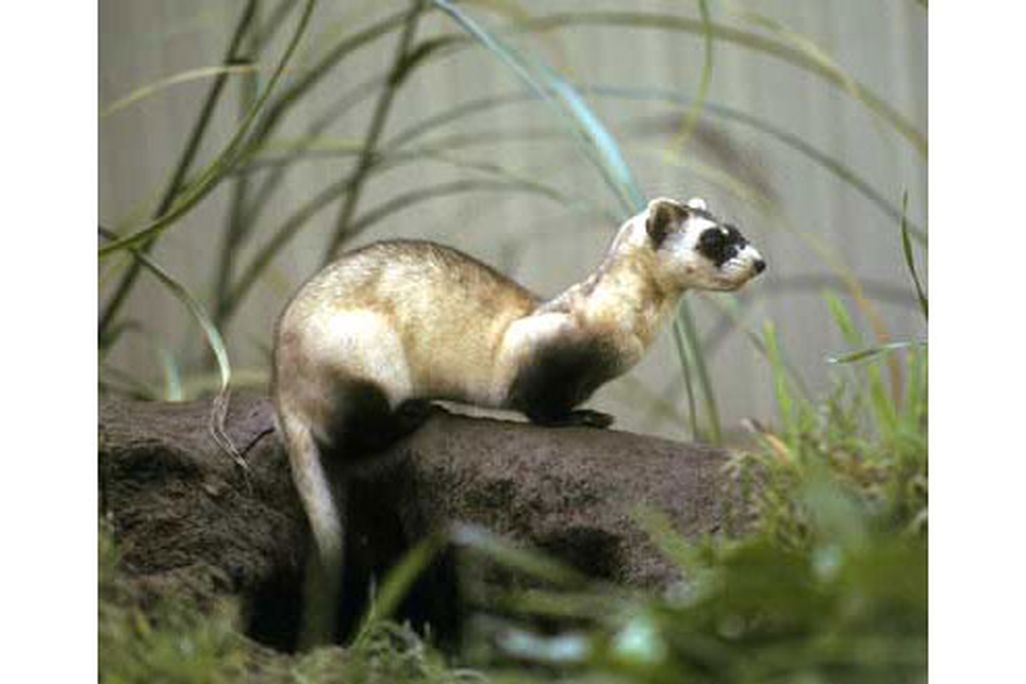 history_ferret.jpg
