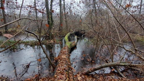 the beauty of nature thumbnail