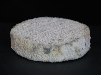 Cheese made from human toe bacteria