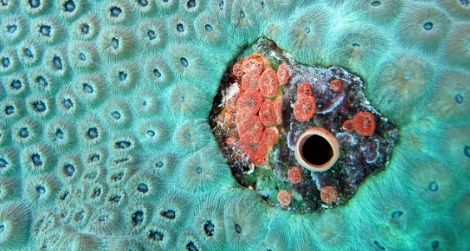 Small red boring sponges embedded in star coral, killing the coral polyps immediately surrounding them.