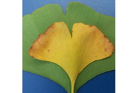 Ginkgo biloba leaves could be the key to reconstructing past changes in carbon dioxide and climate (Rich Barclay, Smithsonian). 