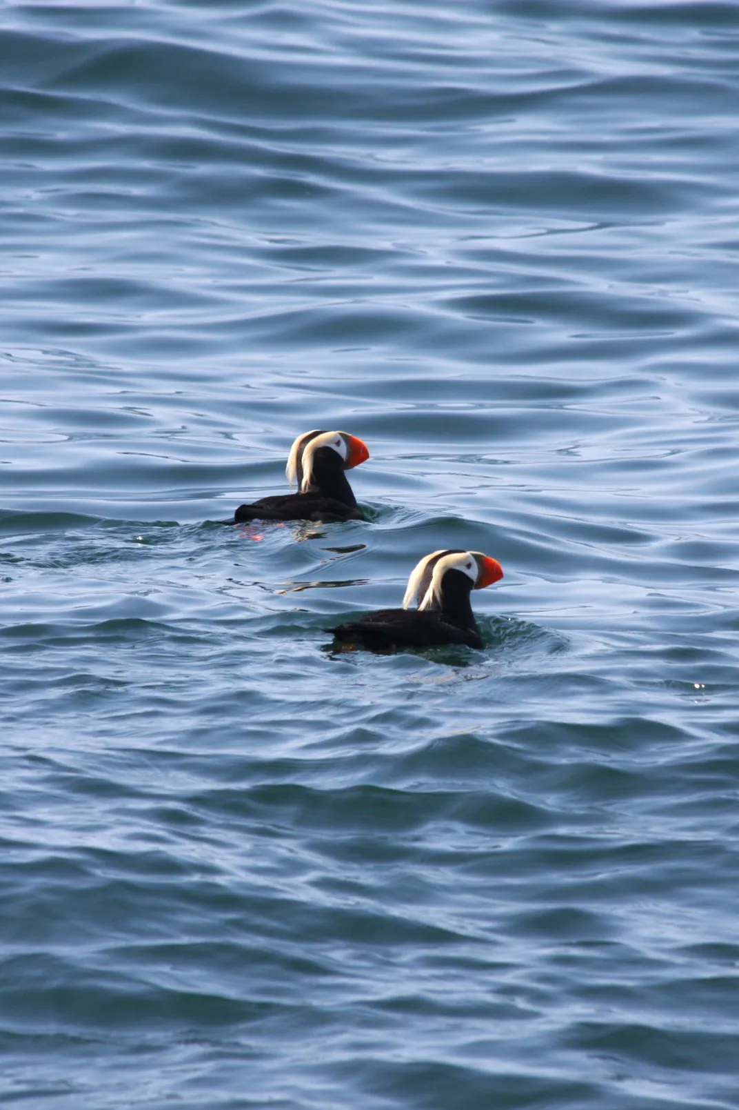 Puffins near Seward