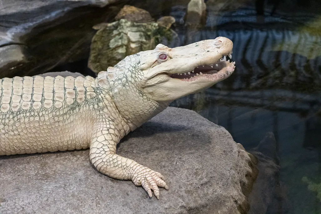 White alligator perched on a rock with its mouth slightly open